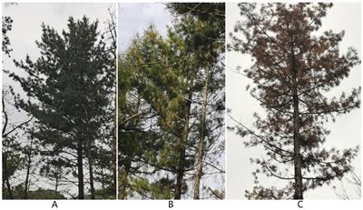 The impact of pine wilt disease on the endophytic microbial communities structure of Pinus koraiensis